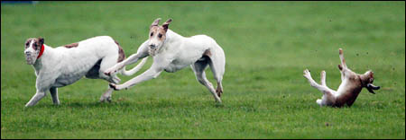 A typical scene at muzzled coursing events: hares are tossed about like playthings
