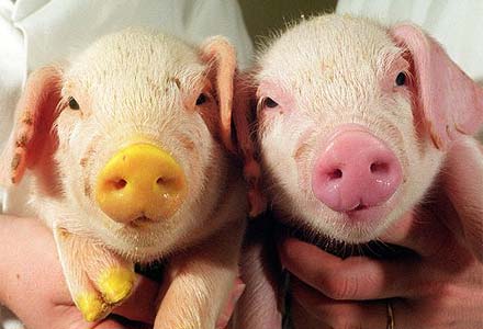 Piglets- trevor has been importing GM pig food cos the US animal feed market went pop!