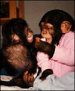 Panzee (Chimp) & Panbanisha (Bonobo)