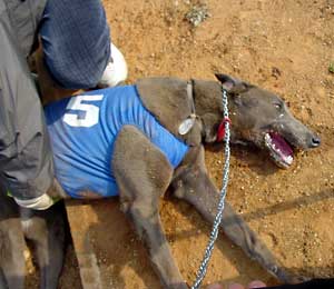 Abolish Greyhound Racing