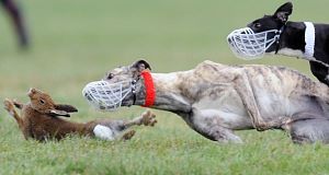 Greyhounds close in on another hare...