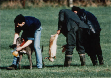 A greyhound has the blood washed from its mouth after the dying hare has been removed for finishing off...
