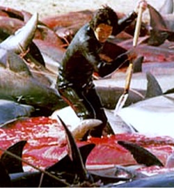 Taiji Slaughter of Dolphins