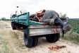 Dead Elephant on Back of Trailer