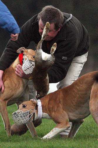 Coursing apologists THIS "benefits" the Irish Hare.