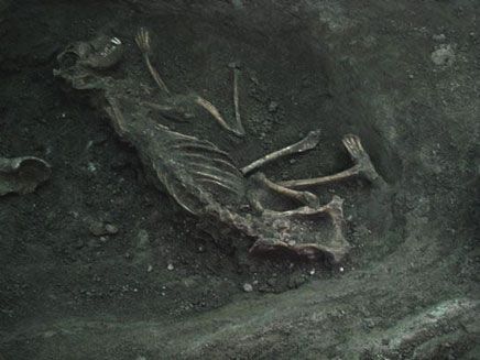 ceremonial burial of a hound - Lismullin