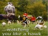 Watching you like a hawk