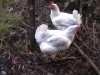 EX Battery hens need forever homes