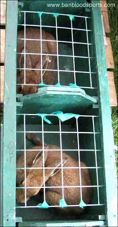 Hares in captivity awaiting the terror of the coursing enclosure