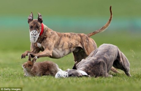 More fun on the coursing field
