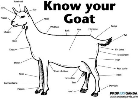 a goat compresses the same way as a human