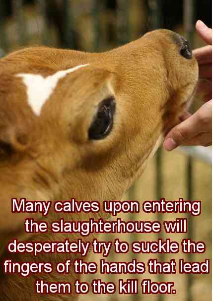 Gentle animals sent abroad to die violently for profit.