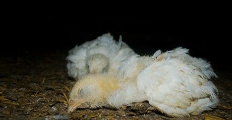 Help us save Battery hens .