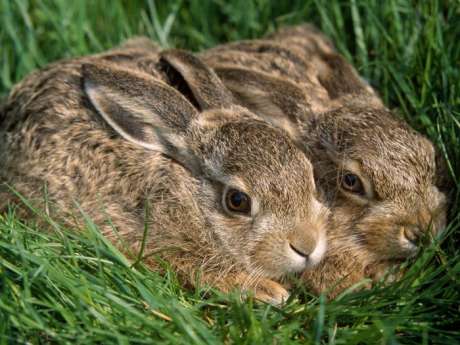 Hares in their natural habitat...before a twisted coursing club reaches them