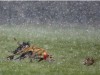 Photo by John Kelly of hare coursing in snowfall