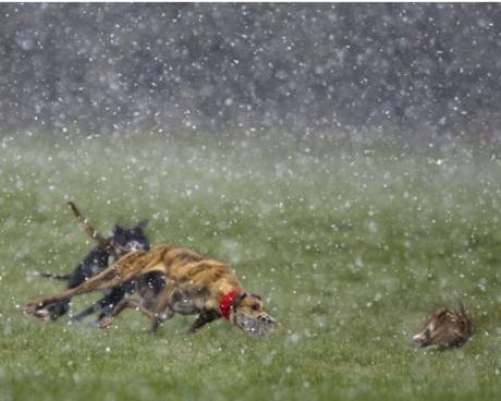 Photo by John Kelly of hare coursing in snowfall