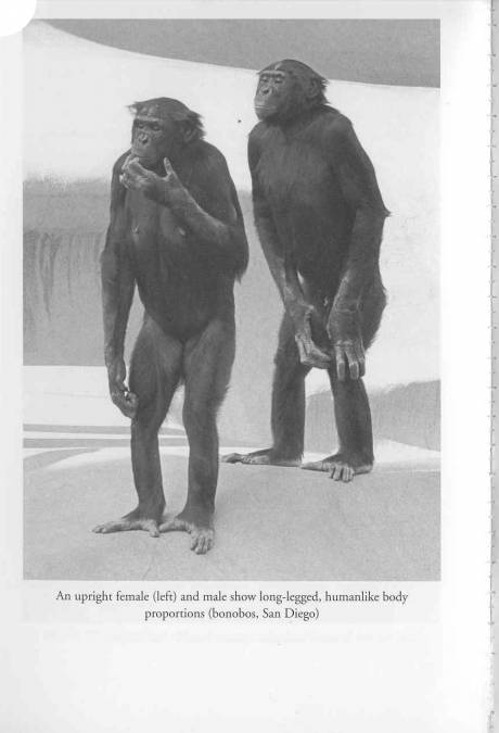 Male and Female Bonobos