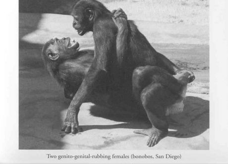 Bonobo Females Get It On