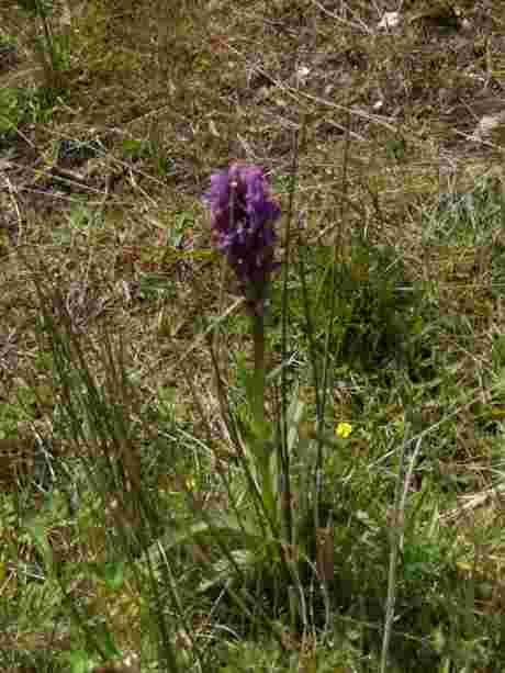 A beautiful and rare orchid spotted in Glengad. Proof positive of Erris' environmental importance.