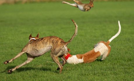 Hare tossed by greyhounds at coursing event...