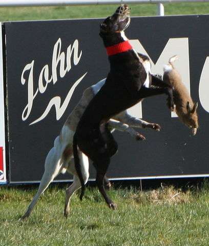 More "sport" from coursing. The main site promoting this has just been shut down...