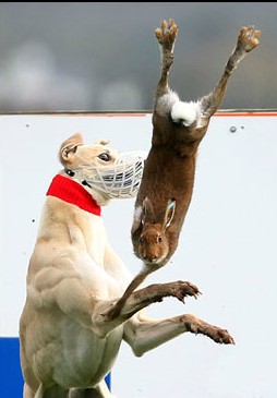 A hare is "tossed" during coursing: the NPWS reports quoted in the article refers to this type of "sport"