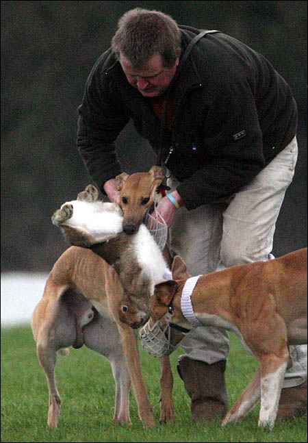Fun and games at a hare coursing event