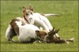 Hare Coursing: Please sign petition to have it banned