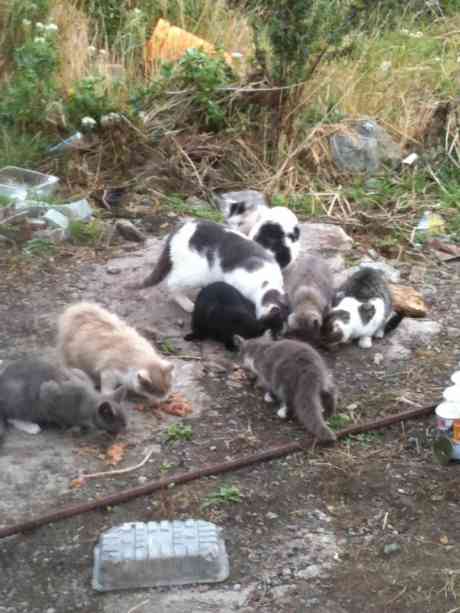Colony of homeless cats