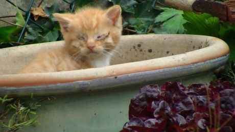 Kitten living in a flowerpot