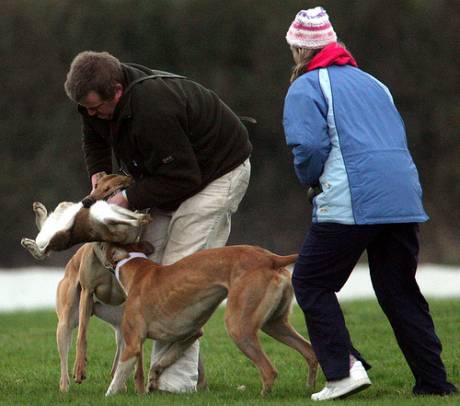 What coursing clubs call "sport"